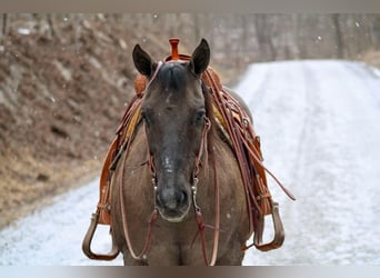 American Quarter Horse, Wallach, 13 Jahre, 152 cm, Grullo