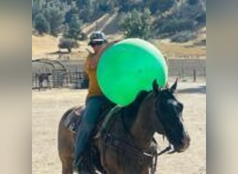 American Quarter Horse, Wallach, 13 Jahre, 152 cm, Grullo