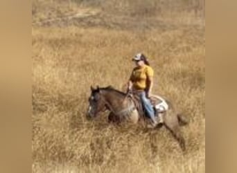 American Quarter Horse, Wallach, 13 Jahre, 152 cm, Grullo