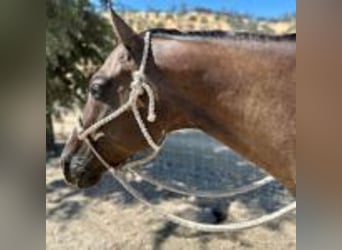 American Quarter Horse, Wallach, 13 Jahre, 152 cm, Grullo