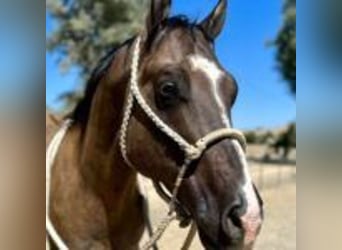 American Quarter Horse, Wallach, 13 Jahre, 152 cm, Grullo