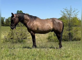 American Quarter Horse, Wallach, 13 Jahre, 152 cm, Grullo