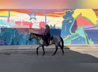 American Quarter Horse, Wallach, 13 Jahre, 152 cm, Overo-alle-Farben