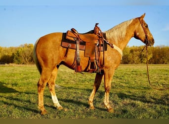 American Quarter Horse Mix, Wallach, 13 Jahre, 152 cm, Palomino