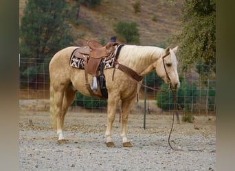 American Quarter Horse, Wallach, 13 Jahre, 152 cm, Palomino