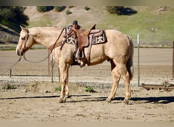 American Quarter Horse, Wallach, 13 Jahre, 152 cm, Palomino
