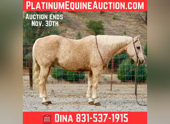American Quarter Horse, Wallach, 13 Jahre, 152 cm, Palomino