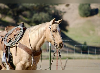 American Quarter Horse, Wallach, 13 Jahre, 152 cm, Palomino
