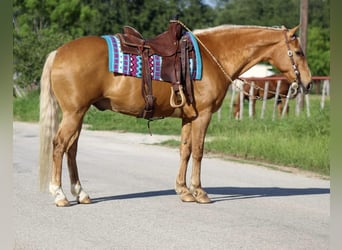 American Quarter Horse, Wallach, 13 Jahre, 152 cm, Palomino