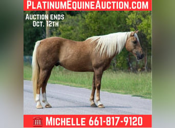 American Quarter Horse, Wallach, 13 Jahre, 152 cm, Palomino