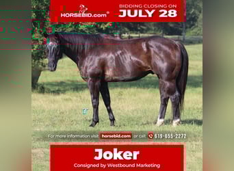 American Quarter Horse, Wallach, 13 Jahre, 152 cm, Rappe