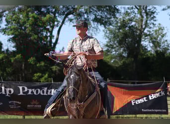 American Quarter Horse, Wallach, 13 Jahre, 152 cm, Rappe
