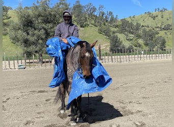 American Quarter Horse, Wallach, 13 Jahre, 152 cm, Roan-Bay