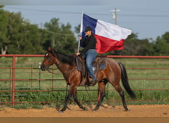 American Quarter Horse, Wallach, 13 Jahre, 152 cm, Roan-Bay