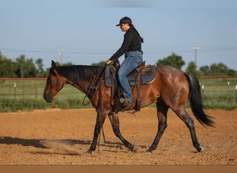 American Quarter Horse, Wallach, 13 Jahre, 152 cm, Roan-Bay