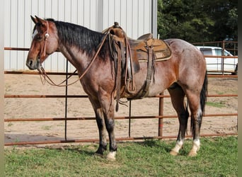 American Quarter Horse, Wallach, 13 Jahre, 152 cm, Roan-Bay