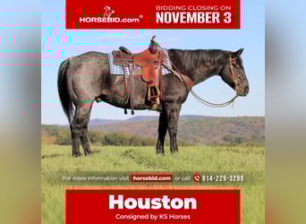 American Quarter Horse, Wallach, 13 Jahre, 152 cm, Roan-Blue