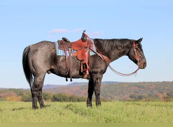 American Quarter Horse, Wallach, 13 Jahre, 152 cm, Roan-Blue