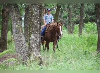 American Quarter Horse, Wallach, 13 Jahre, 152 cm, Roan-Red