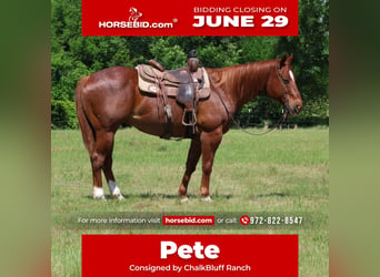 American Quarter Horse, Wallach, 13 Jahre, 152 cm, Roan-Red