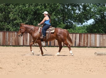 American Quarter Horse, Wallach, 13 Jahre, 152 cm, Roan-Red