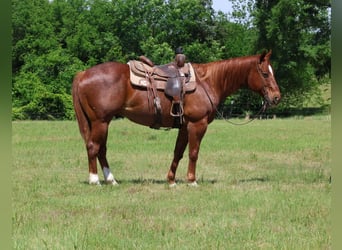 American Quarter Horse, Wallach, 13 Jahre, 152 cm, Roan-Red