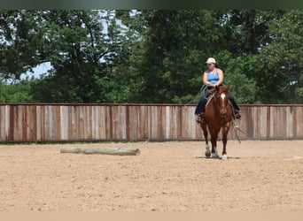 American Quarter Horse, Wallach, 13 Jahre, 152 cm, Roan-Red