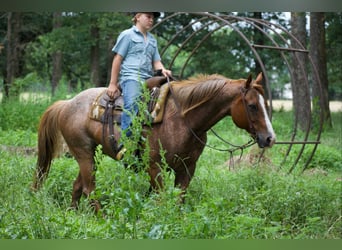 American Quarter Horse, Wallach, 13 Jahre, 152 cm, Roan-Red