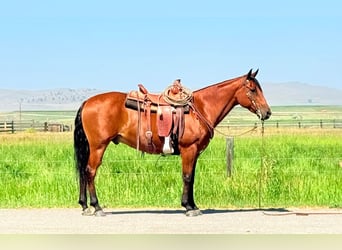 American Quarter Horse, Wallach, 13 Jahre, 152 cm, Rotbrauner