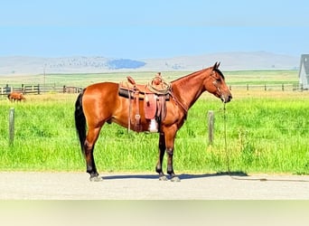 American Quarter Horse, Wallach, 13 Jahre, 152 cm, Rotbrauner