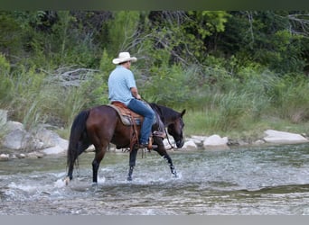 American Quarter Horse, Wallach, 13 Jahre, 152 cm, Rotbrauner