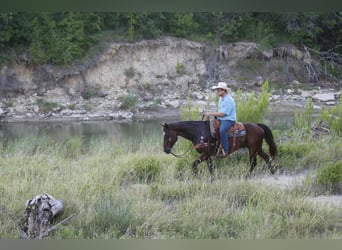 American Quarter Horse, Wallach, 13 Jahre, 152 cm, Rotbrauner
