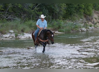 American Quarter Horse, Wallach, 13 Jahre, 152 cm, Rotbrauner