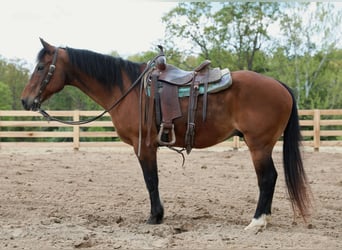 American Quarter Horse, Wallach, 13 Jahre, 152 cm, Rotbrauner