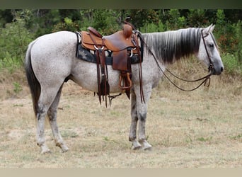 American Quarter Horse, Wallach, 13 Jahre, 152 cm, Schimmel