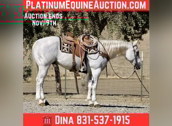 American Quarter Horse, Wallach, 13 Jahre, 152 cm, Schimmel American Quarter Horse, Wallach, 13 Jahre, 152 cm, Schimmel