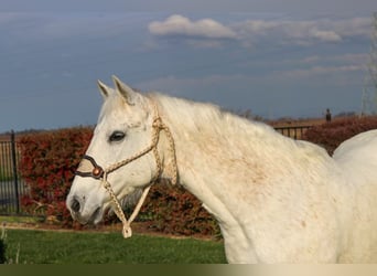 American Quarter Horse, Wallach, 13 Jahre, 152 cm, Schimmel