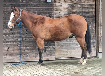 American Quarter Horse, Wallach, 13 Jahre, 155 cm, Brauner
