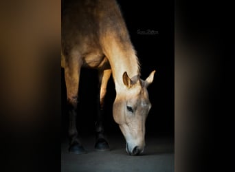 American Quarter Horse Mix, Wallach, 13 Jahre, 155 cm, Buckskin