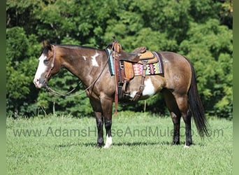American Quarter Horse, Wallach, 13 Jahre, 155 cm, Buckskin