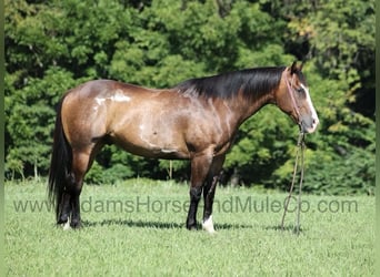 American Quarter Horse, Wallach, 13 Jahre, 155 cm, Buckskin