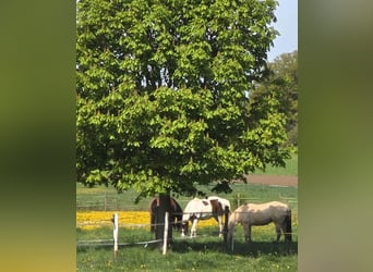 American Quarter Horse, Wallach, 13 Jahre, 155 cm, Champagne