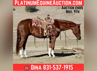 American Quarter Horse, Wallach, 13 Jahre, 155 cm, Dunkelfuchs