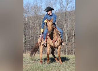 American Quarter Horse, Wallach, 13 Jahre, 155 cm, Falbe