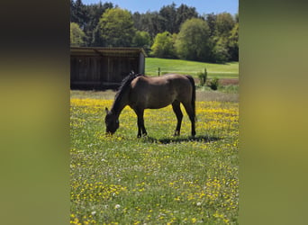 American Quarter Horse, Wallach, 13 Jahre, 155 cm, Grullo