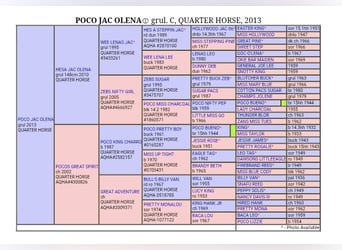 American Quarter Horse, Wallach, 13 Jahre, 155 cm, Grullo