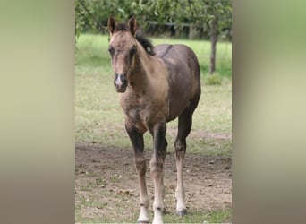 American Quarter Horse, Wallach, 13 Jahre, 155 cm, Grullo
