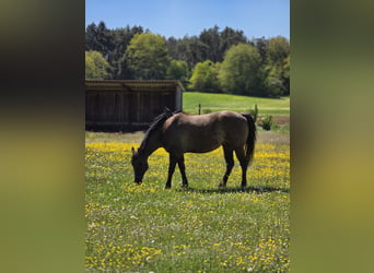 American Quarter Horse, Wallach, 13 Jahre, 155 cm, Grullo