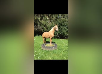 American Quarter Horse, Wallach, 13 Jahre, 155 cm, Palomino