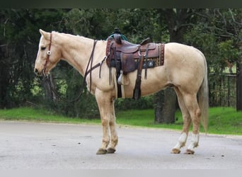 American Quarter Horse Mix, Wallach, 13 Jahre, 155 cm, Palomino